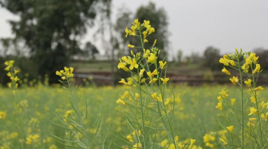 Bharat Dogra, GM mustard, agriculture, WHO