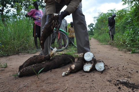 Cassava, Durrie Bouscaren, St. Louis Public Radio