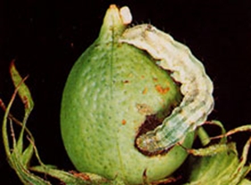 cotton - 21st Century Tech