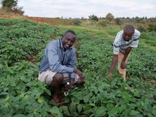 Cowpea farmer - courtesy of ScientificNG